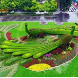 仿真绿雕 雕塑天鹅绿雕 装饰摆放美观定做尺寸大型绿雕园艺产品